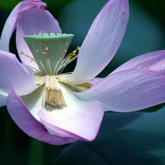ͼ鿴ԭʼС

:  lotus5.jpg
鿴: 241
С:  102.8 KB