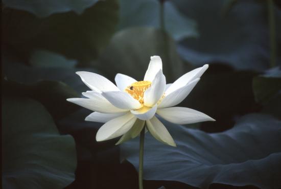 ͼ鿴ԭʼС

:  lotus03.jpg
鿴: 221
С:  145.4 KB