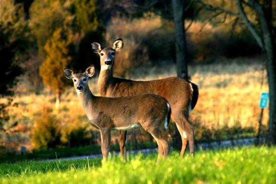 ͼ鿴ԭʼС

:  deers-downsize-2.jpg
鿴: 251
С:  89.7 KB