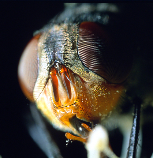 Face of Fly